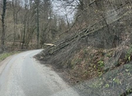 Polomljeno drevje in vejevje ob cesti